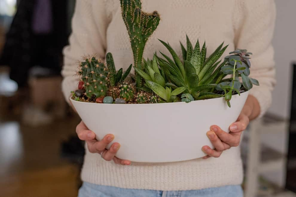 do-you-feel-depressed?-improve-your-mood-with-these-low-maintenance-houseplants