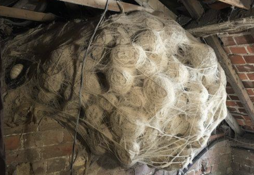 man-thinks-he-found-“hornets”-nest-in-attic-–-turns-pale-when-he-realizes-what’s-inside