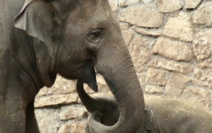 weeping-elephants-mourn-a-lost-baby-in-a-funeral-march-like-humans