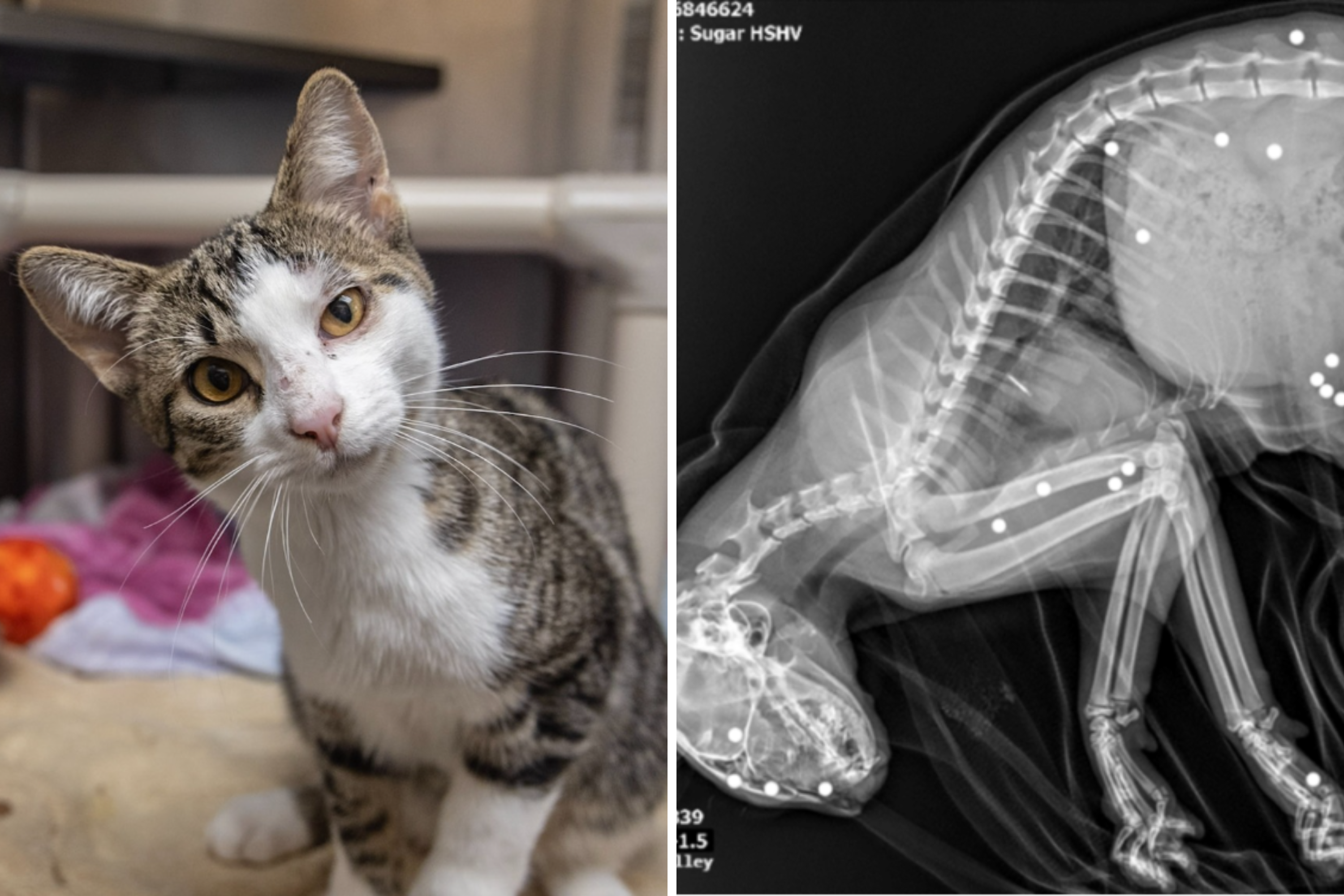 kitten shot 35 times