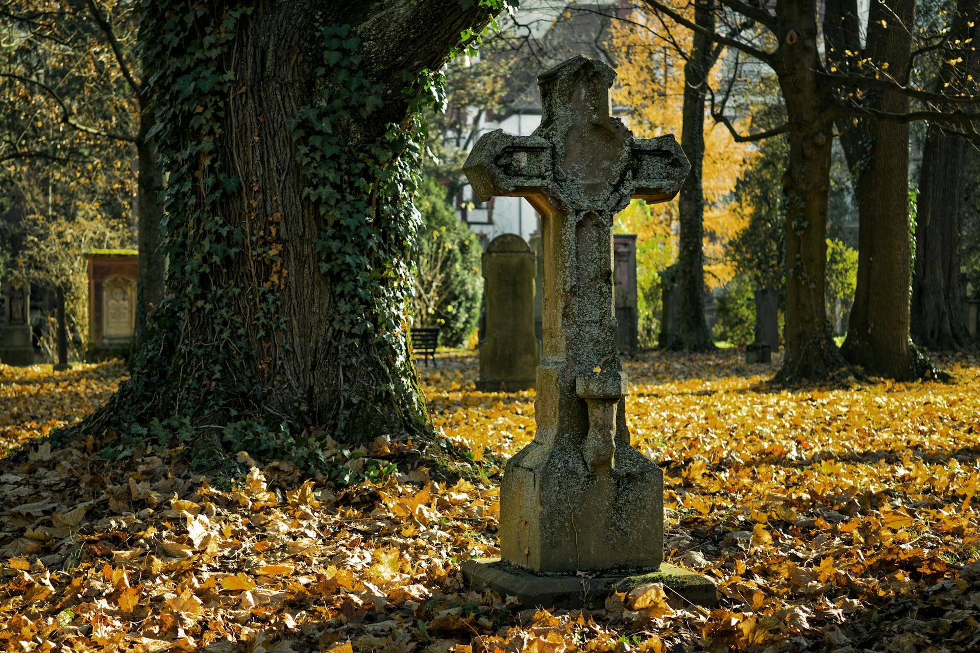 i-mourned-my-wife-for-5-years-–-one-day,-i-was-stunned-to-see-the-same-flowers-from-her-grave-in-the-kitchen-vase