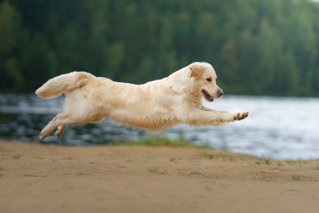 couple-attempt-baby-announcement-at-the-beach,-random-dog-has-other-plans