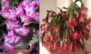 how-to-make-a-christmas-cactus-bloom