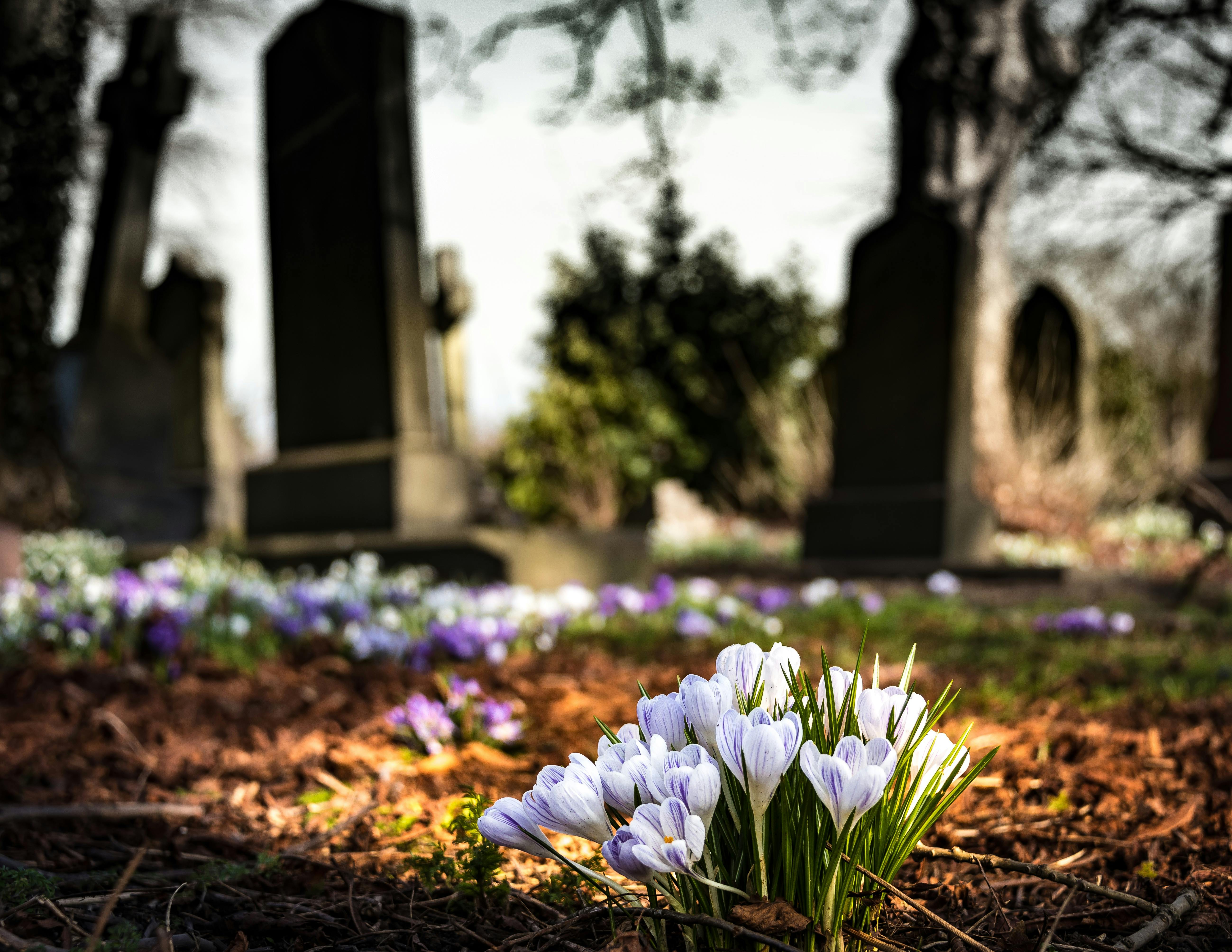 Flowers on the cemetery | Source: Pexels