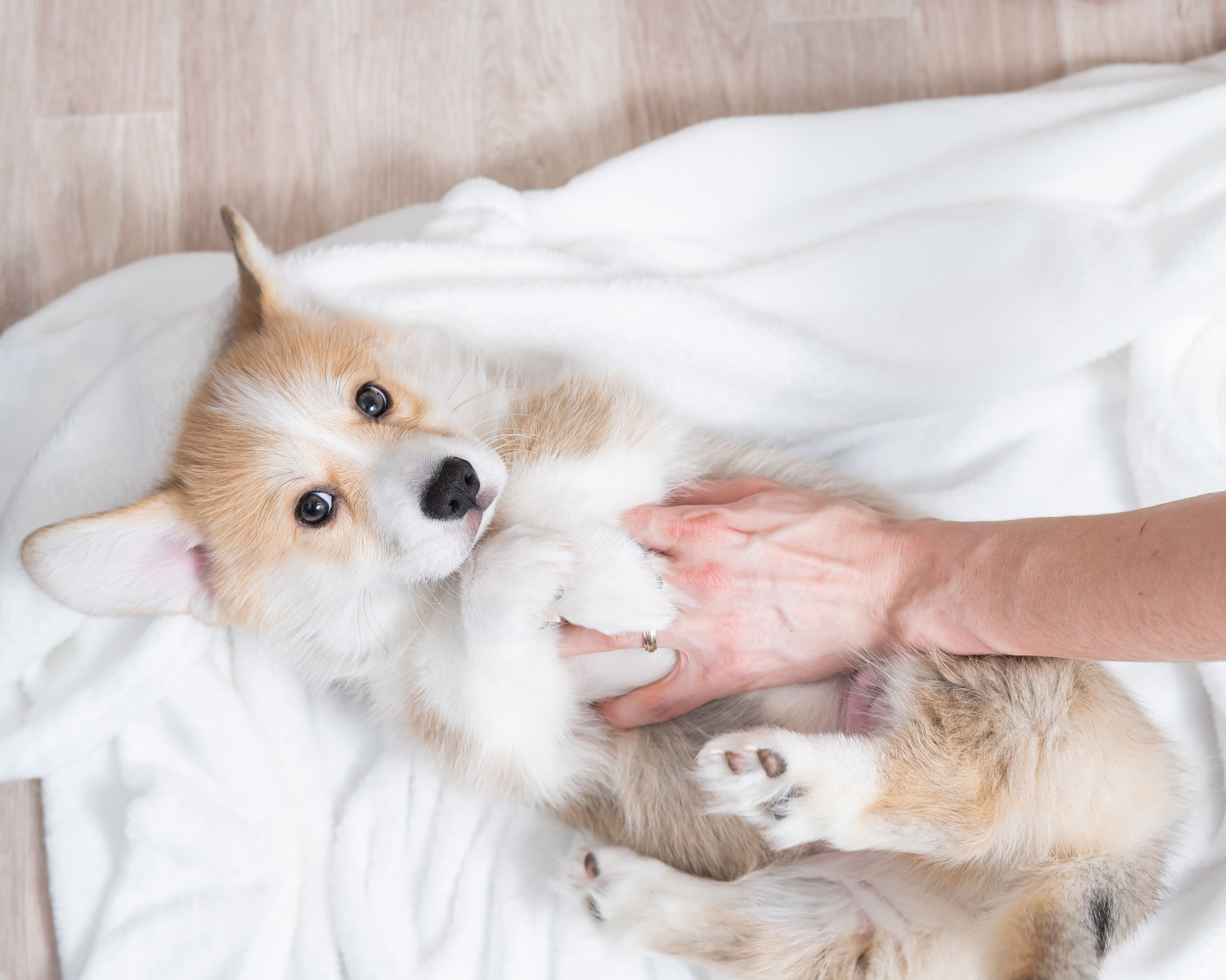 Dog being wrapped in blanket